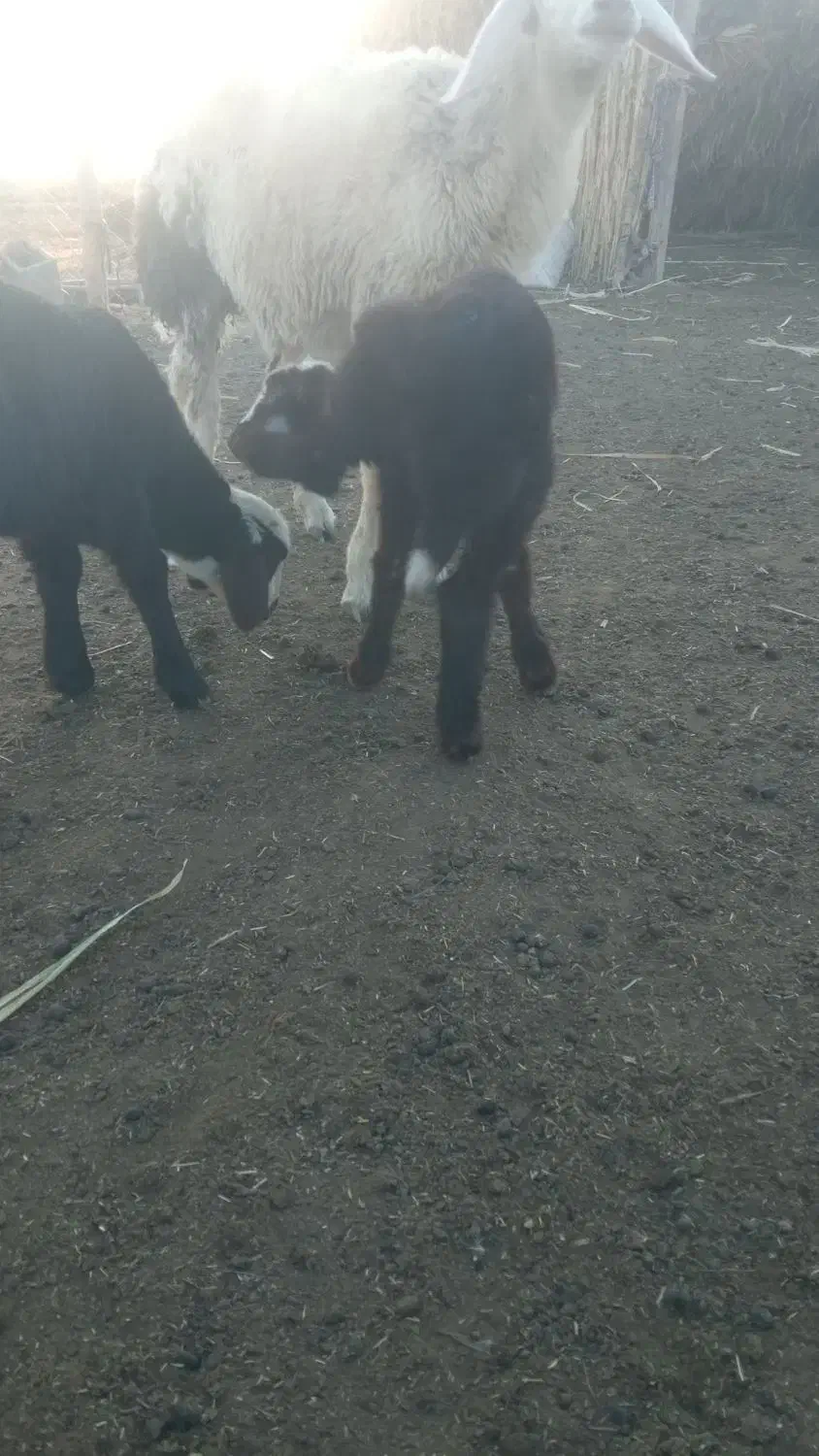 بره شیر خور|حیوانات مزرعه|انبارآلوم, |دیوار