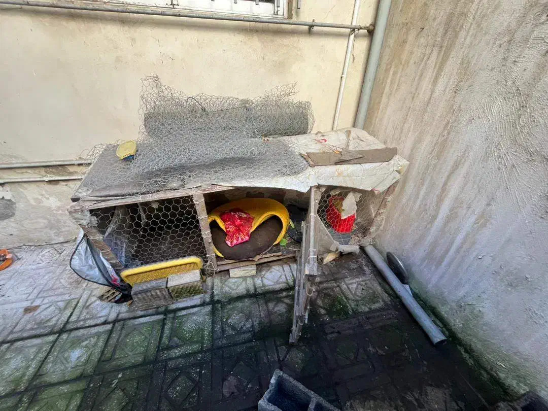 فروش دو عددقفس مرغ و حیوانات هردو با هم 800000|لوازم جانبی حیوانات|رشت, کاکتوس|دیوار