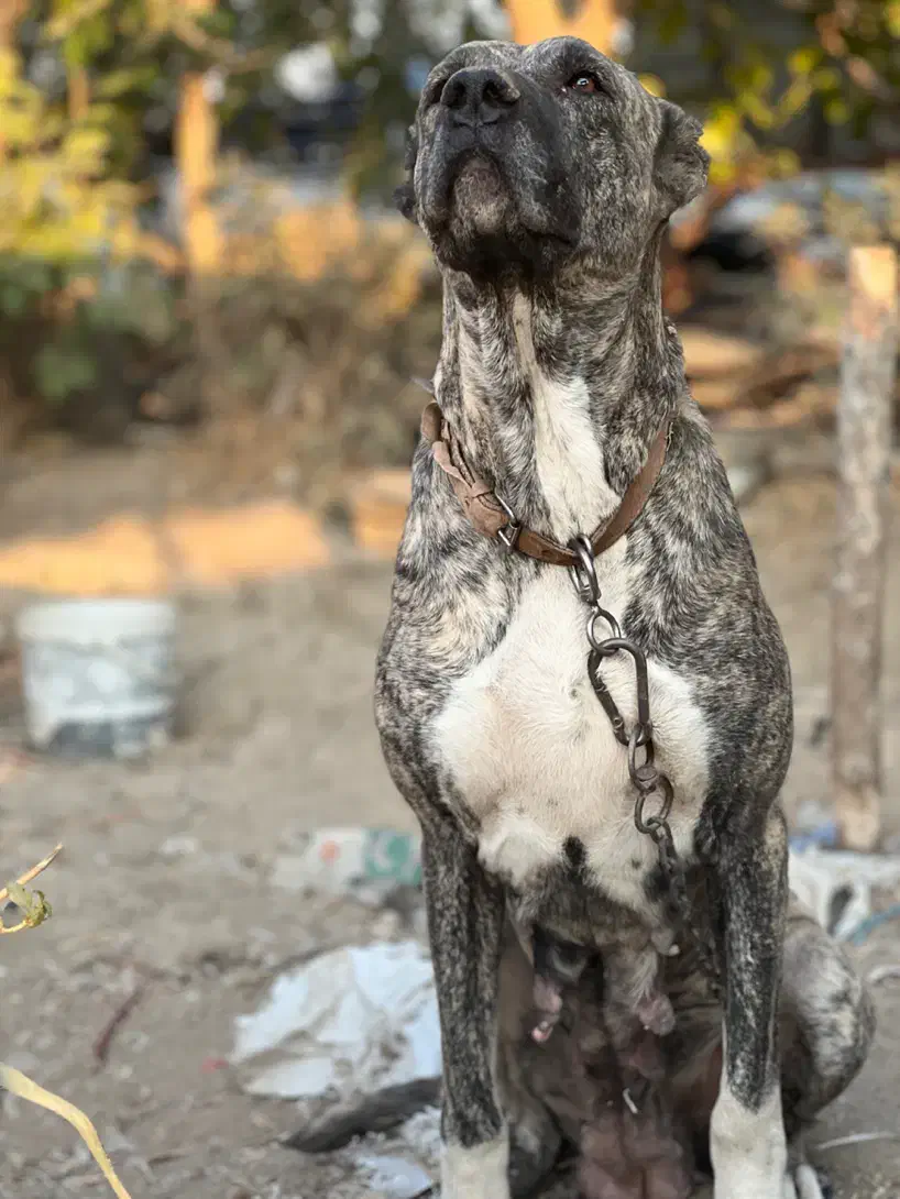 سگ ماده خراسانی سرابی کانگال آلابای|سگ|ری, فیروزآباد|دیوار