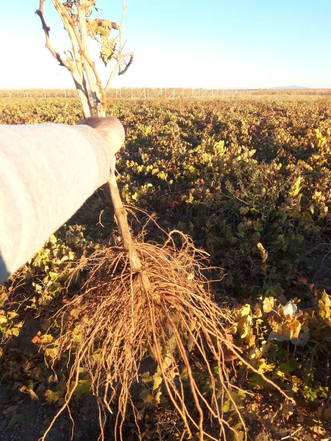 فروشگاه مجازی آنلاین نهال|خدمات باغبانی و درختکاری|خنداب, |دیوار