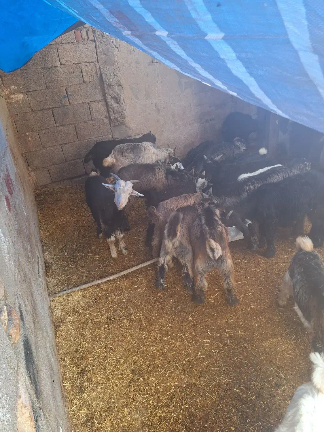 ۳۲راس بز ۳۲راس بیگ|حیوانات مزرعه|گتوند, |دیوار