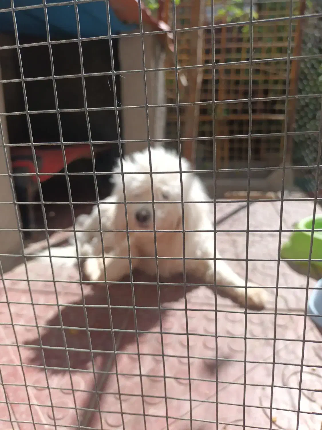 سگ پاکوتاه|سگ|اراک, |دیوار