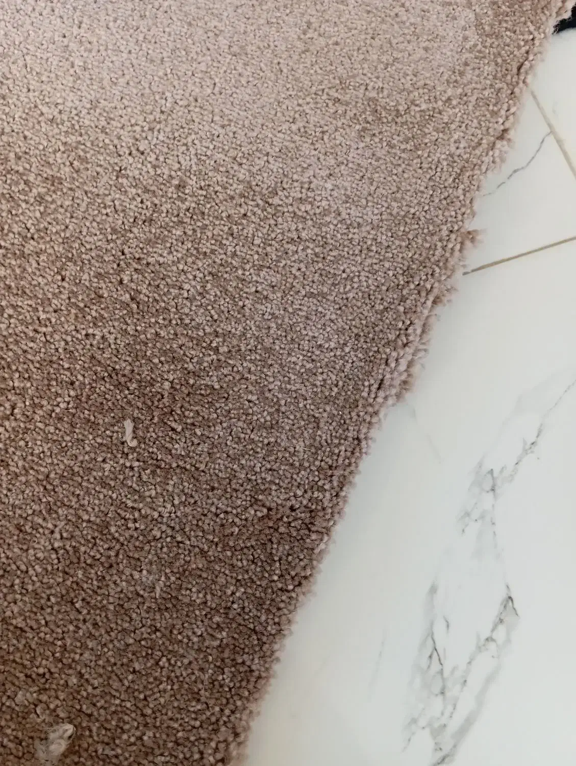 موکد|موکت|لالجین, |دیوار