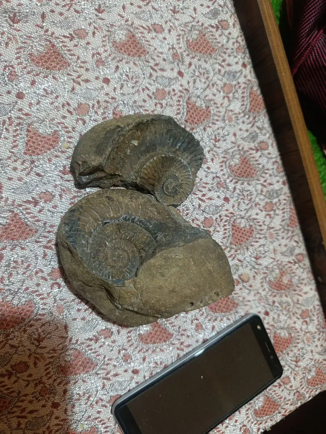 فسیل|کلکسیون اشیاء عتیقه|پردیس, فاز ۱|دیوار