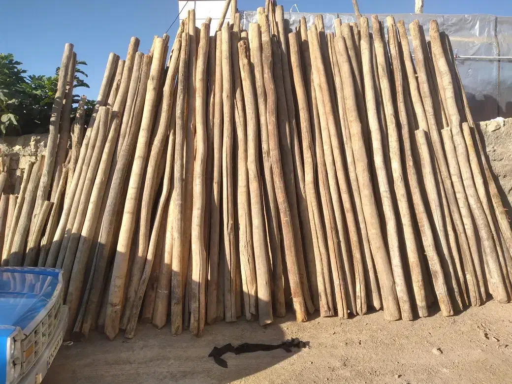 خریدار انواع چوب بابالاترین قیمت|خدمات باغبانی و درختکاری|کرمانشاه, |دیوار