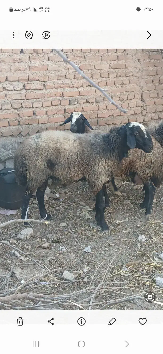 گوسفند ژن دار اصلاح نژاد|حیوانات مزرعه|نمین, |دیوار