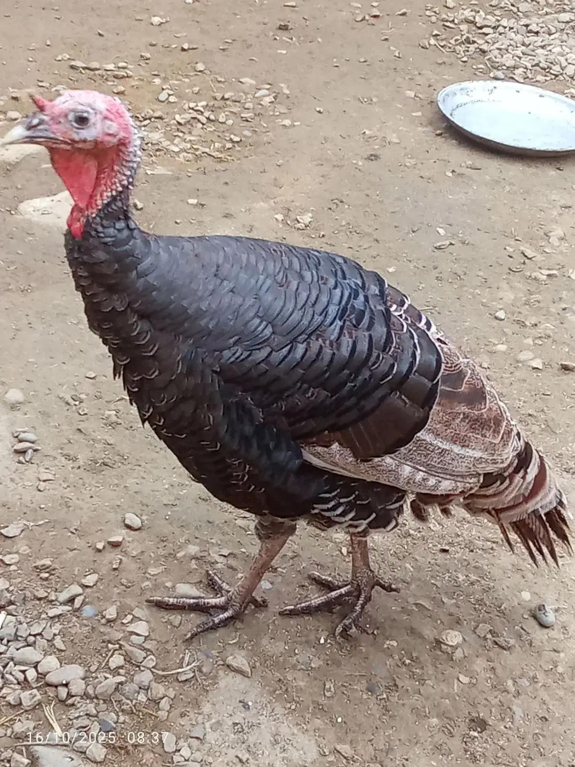 فروش بوقلمون|حیوانات مزرعه|رامسر, |دیوار