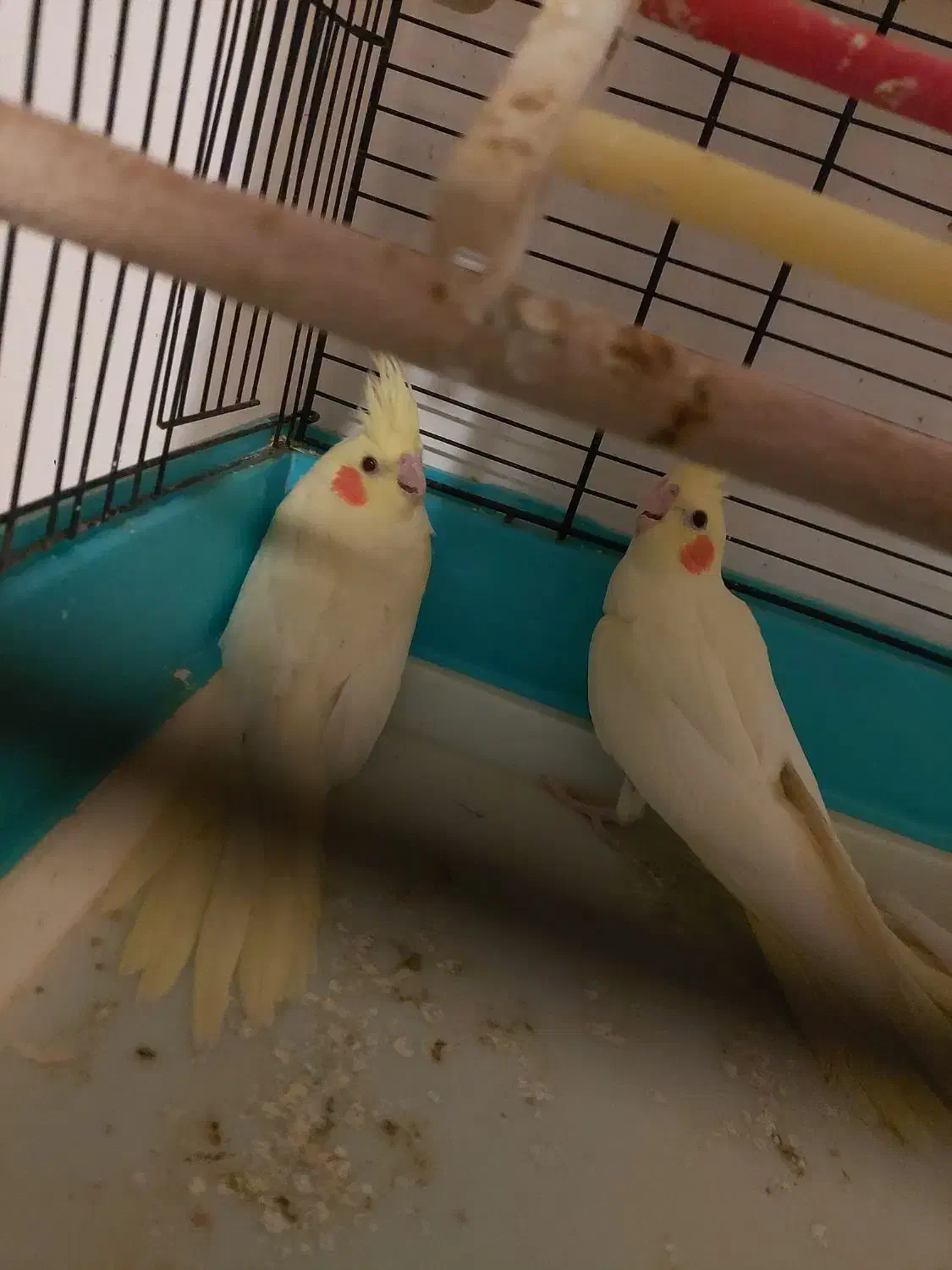 عروس هلندی|پرنده|اردبیل, |دیوار