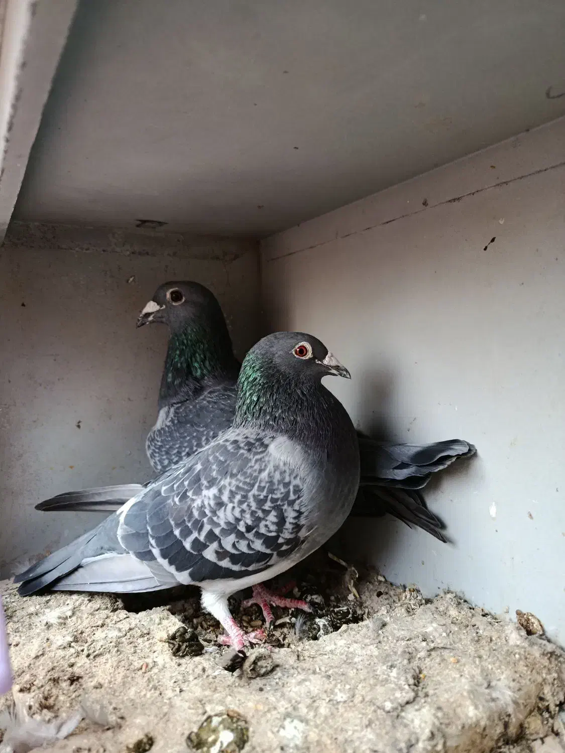 معاوظه|پرنده|دزفول, |دیوار