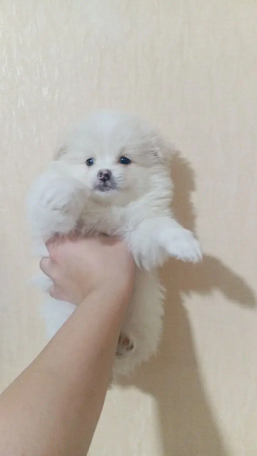 پامرخرسی|سگ|ساوه, |دیوار