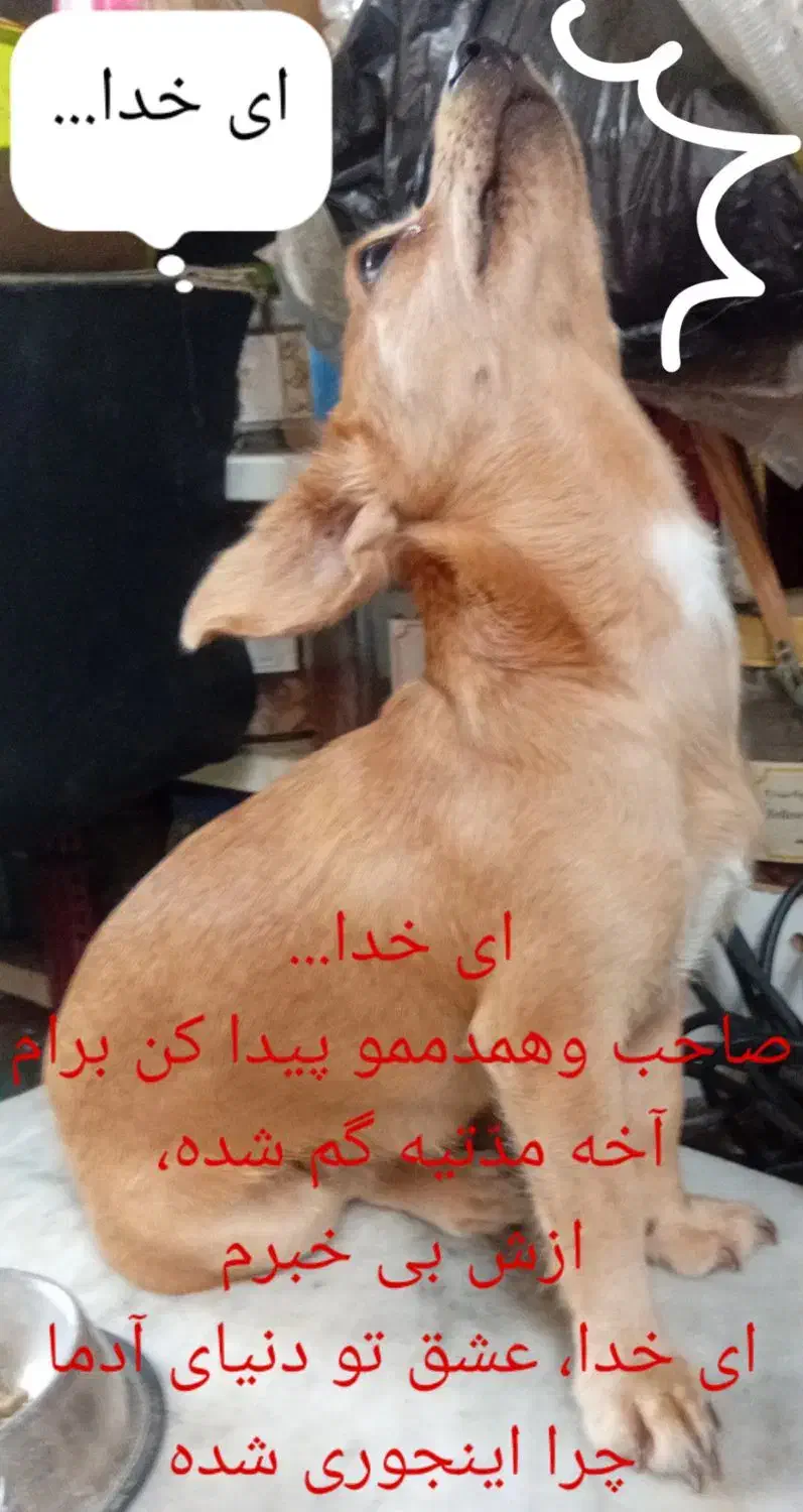 سگ شیوا وا میکس پیداشده|سگ|گرگان, |دیوار