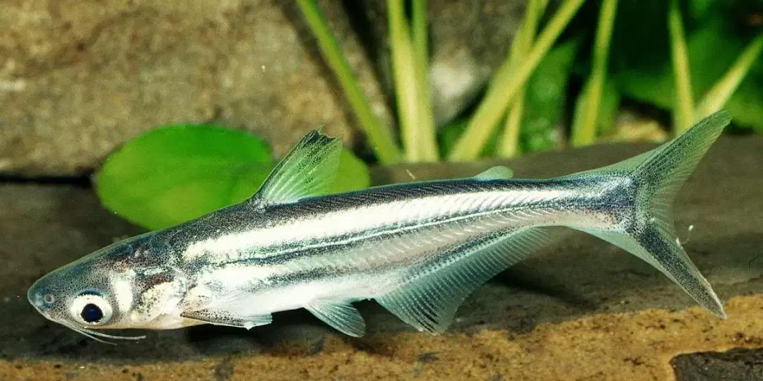 فروش ماهی اسکار و پنگوسی|ماهی|خرم بید, |دیوار