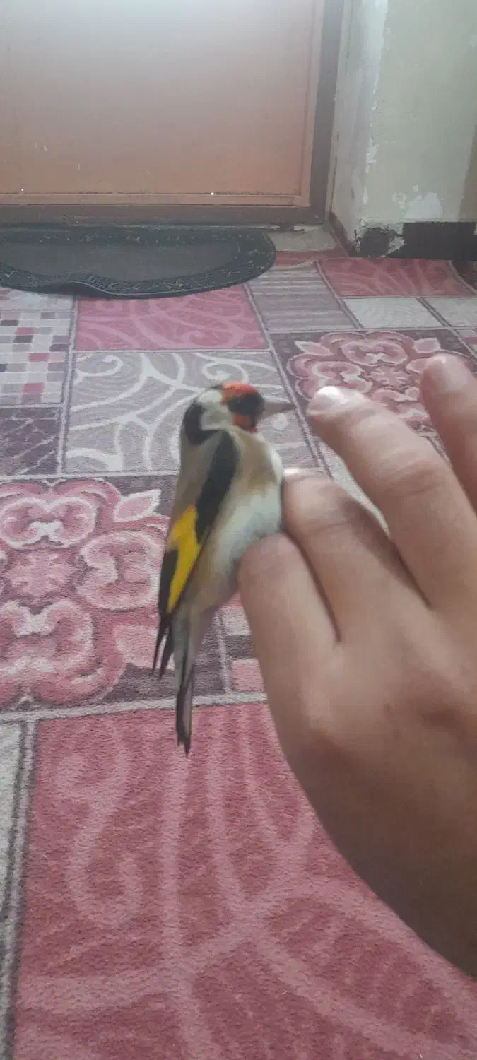 سهره باغی|پرنده|دورود, |دیوار