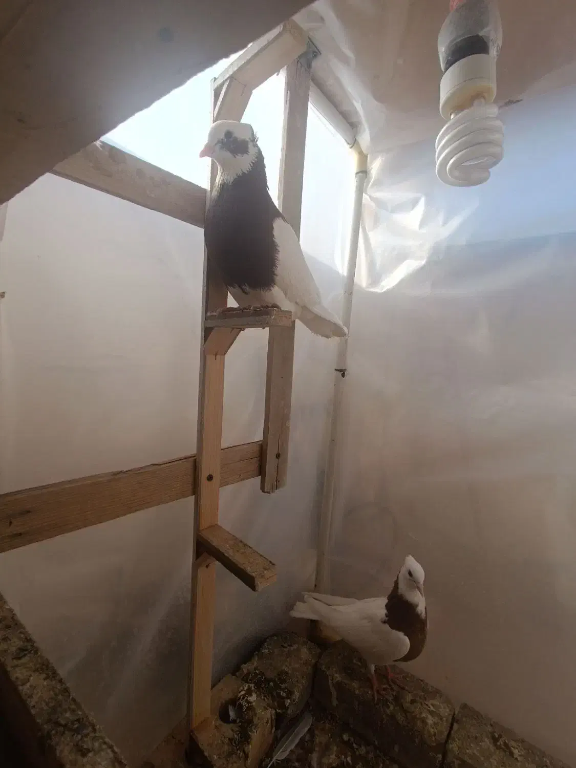 کفتر کبوتر.طوقی با جوجه سار چینی سینه مشدی.|پرنده|گلبهار, شهر جدید گلبهار|دیوار