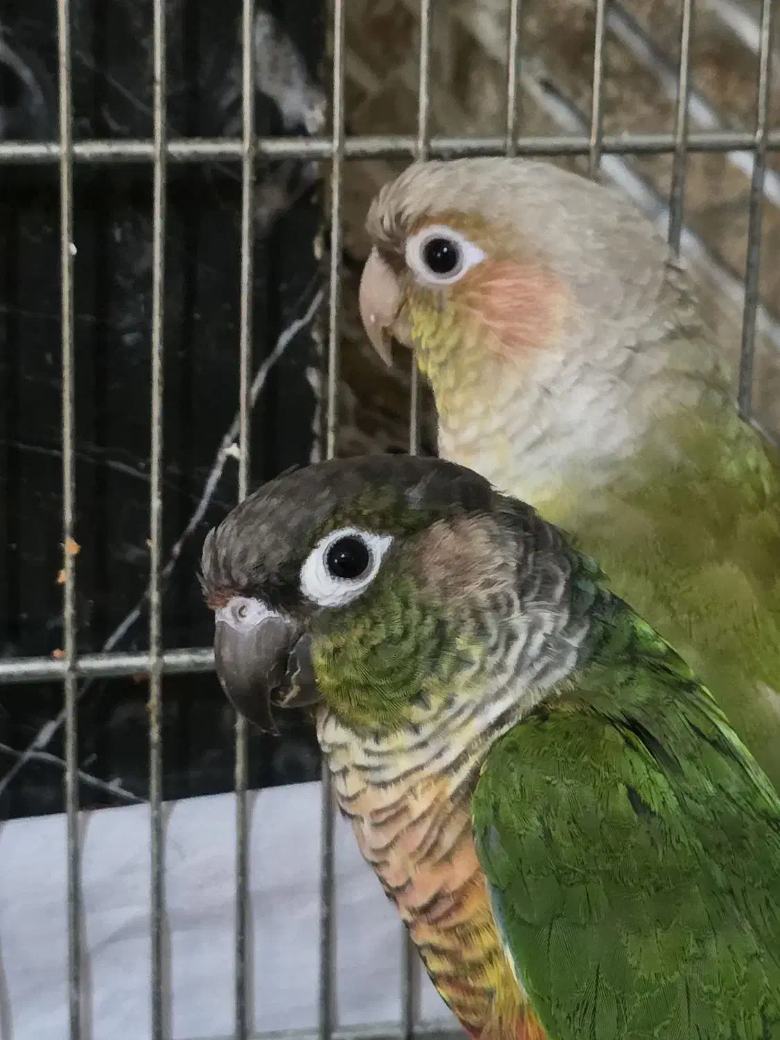 طوطی گرینچیک مولد و قفس ۴خان|پرنده|ری, سیزده آبان|دیوار