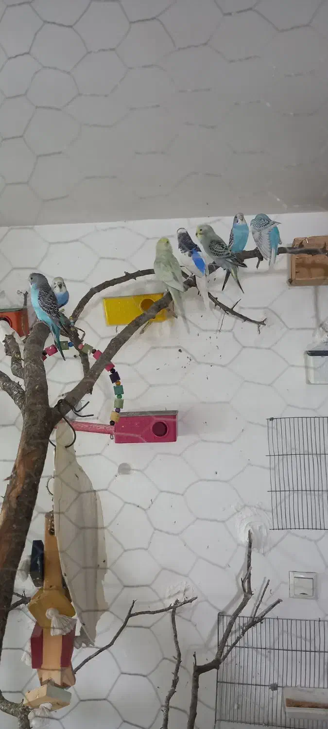 مرغ عشق|پرنده|اردبیل, |دیوار