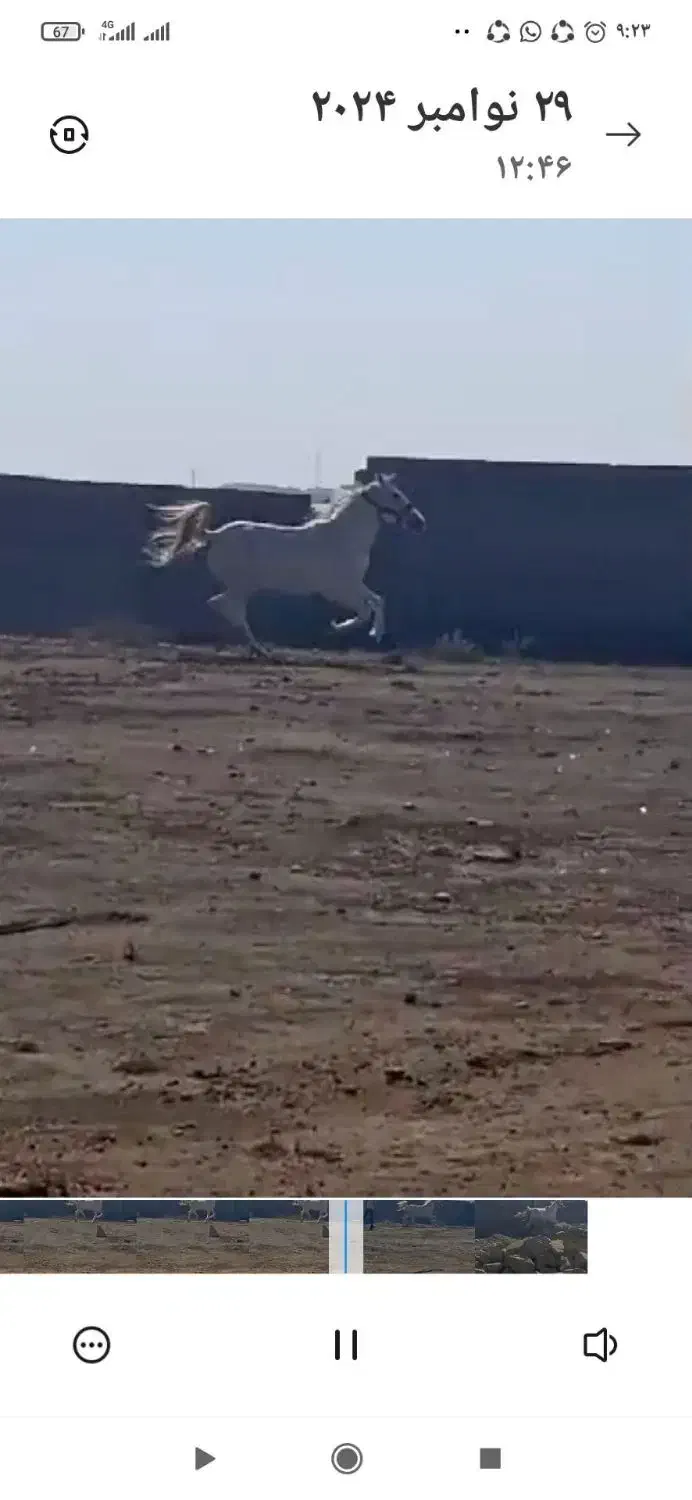 اسب مادیون|اسب و تجهیزات اسبسواری|بندر گناوه, |دیوار