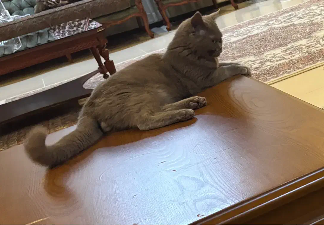 گربه اسکاتیش نر|گربه|یزد, |دیوار