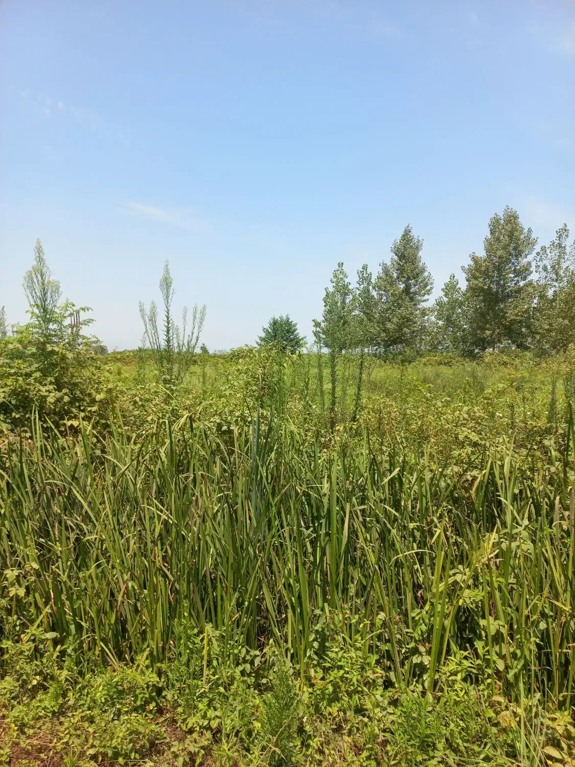 علف زنی‌‌|خدمات باغبانی و درختکاری|شفت, |دیوار