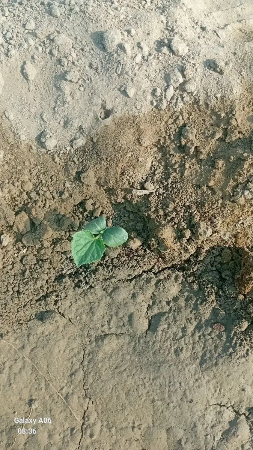 بذر|گل و گیاه طبیعی|کهنوج, |دیوار