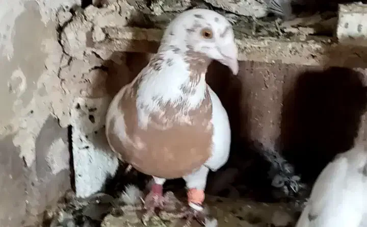 کبوتر کارل میولمنز|پرنده|تربت‌حیدریه, بازار|دیوار