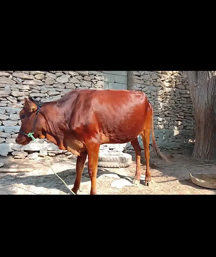 گاو ماده چاق و گوشتی مخصوص پرورش|حیوانات مزرعه|قشم, |دیوار