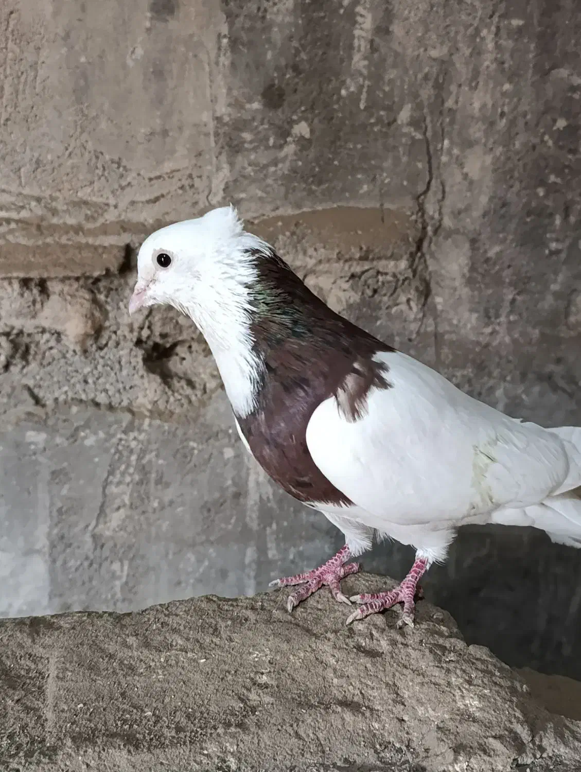 سید عباس|پرنده|کرخه, |دیوار