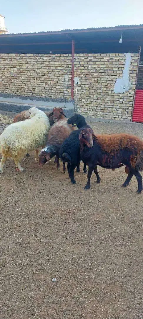 تعداد محدود قوچ ژندار به فروش میرسد|حیوانات مزرعه|طارم, |دیوار