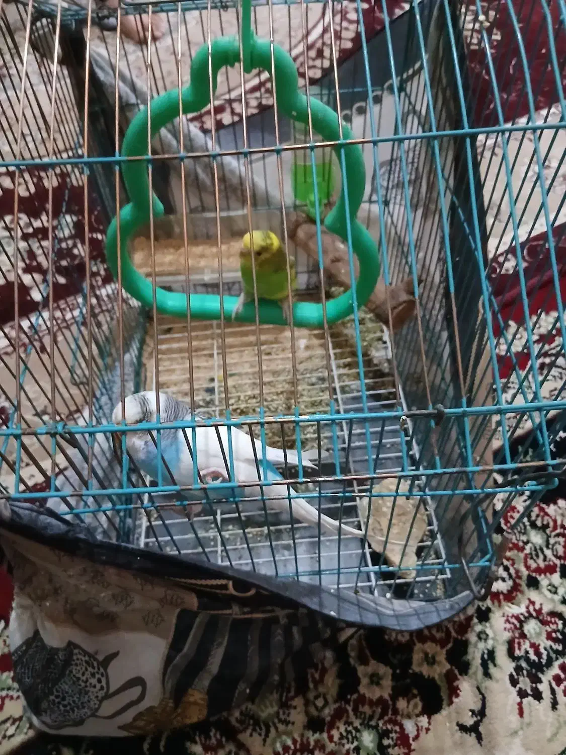 مرغ عشق زیبا|پرنده|نیشابور, هفده شهریور|دیوار