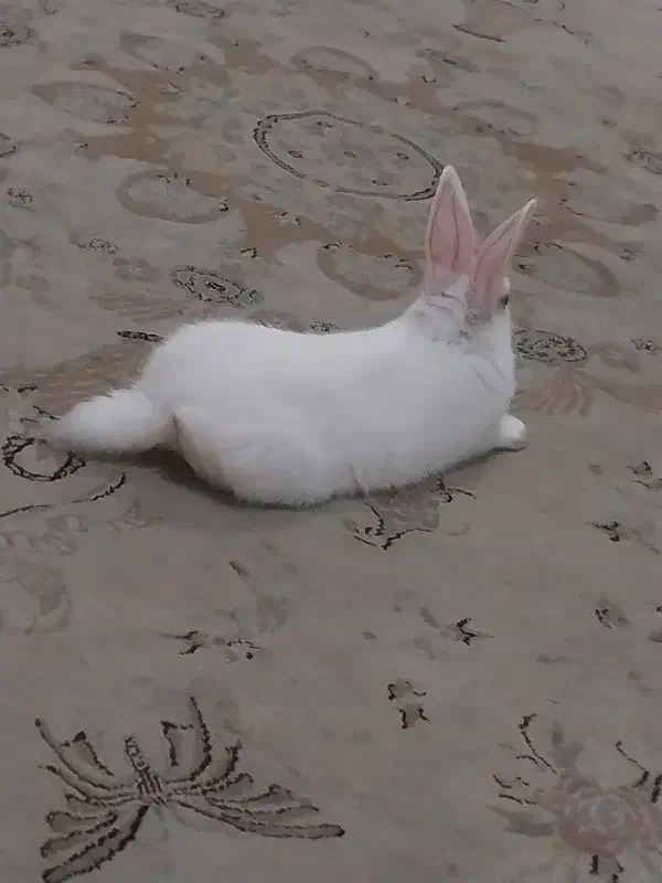 خرگوش ناز بازیگوش|موش و خرگوش|رشت, حسین آباد|دیوار