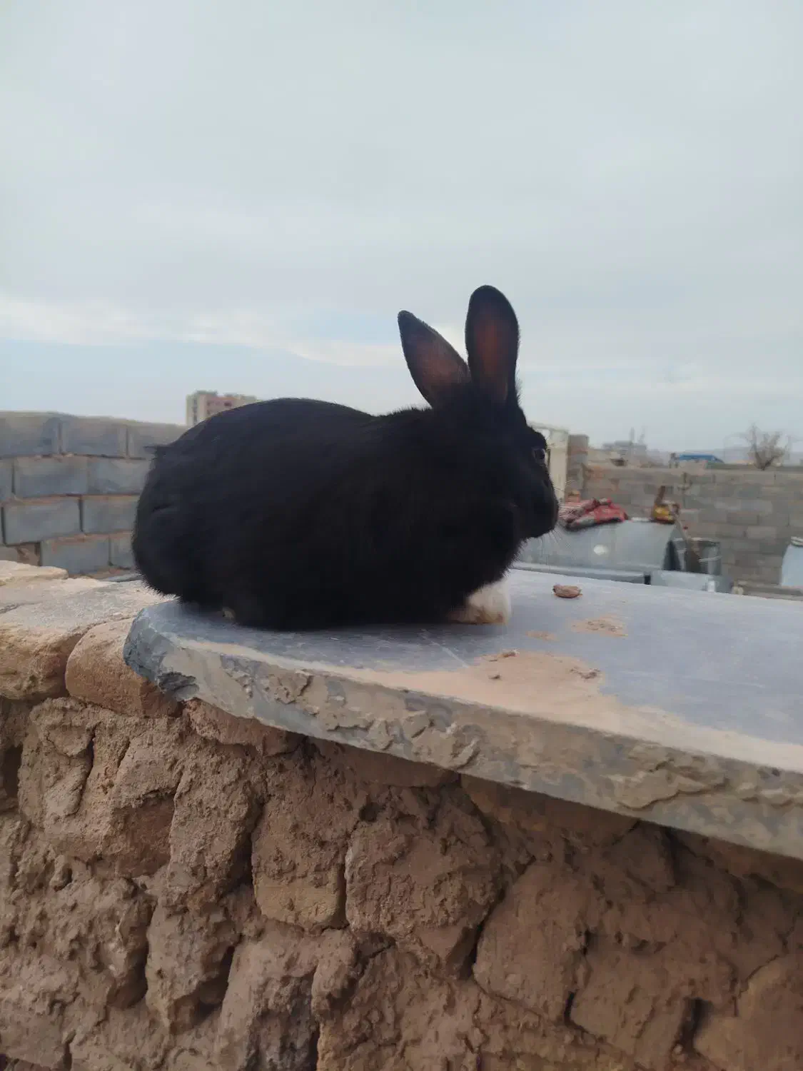 خرگوش|موش و خرگوش|قائن, |دیوار