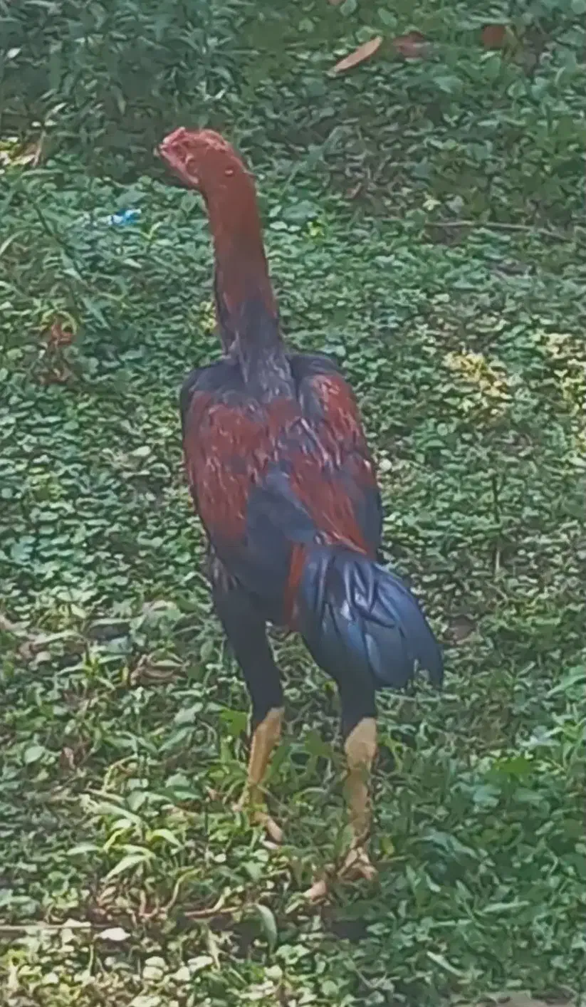 لاری ۵ماهه|حیوانات مزرعه|لوندویل, |دیوار