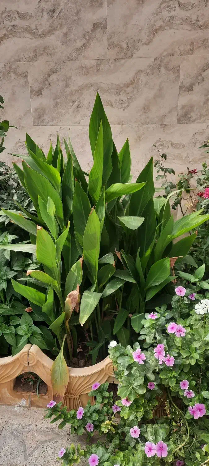 گل طبیعی|گل و گیاه طبیعی|چغادک, |دیوار