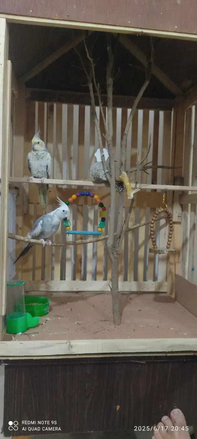 فروش عروس هلندی جفت نر|پرنده|نرماشیر, |دیوار