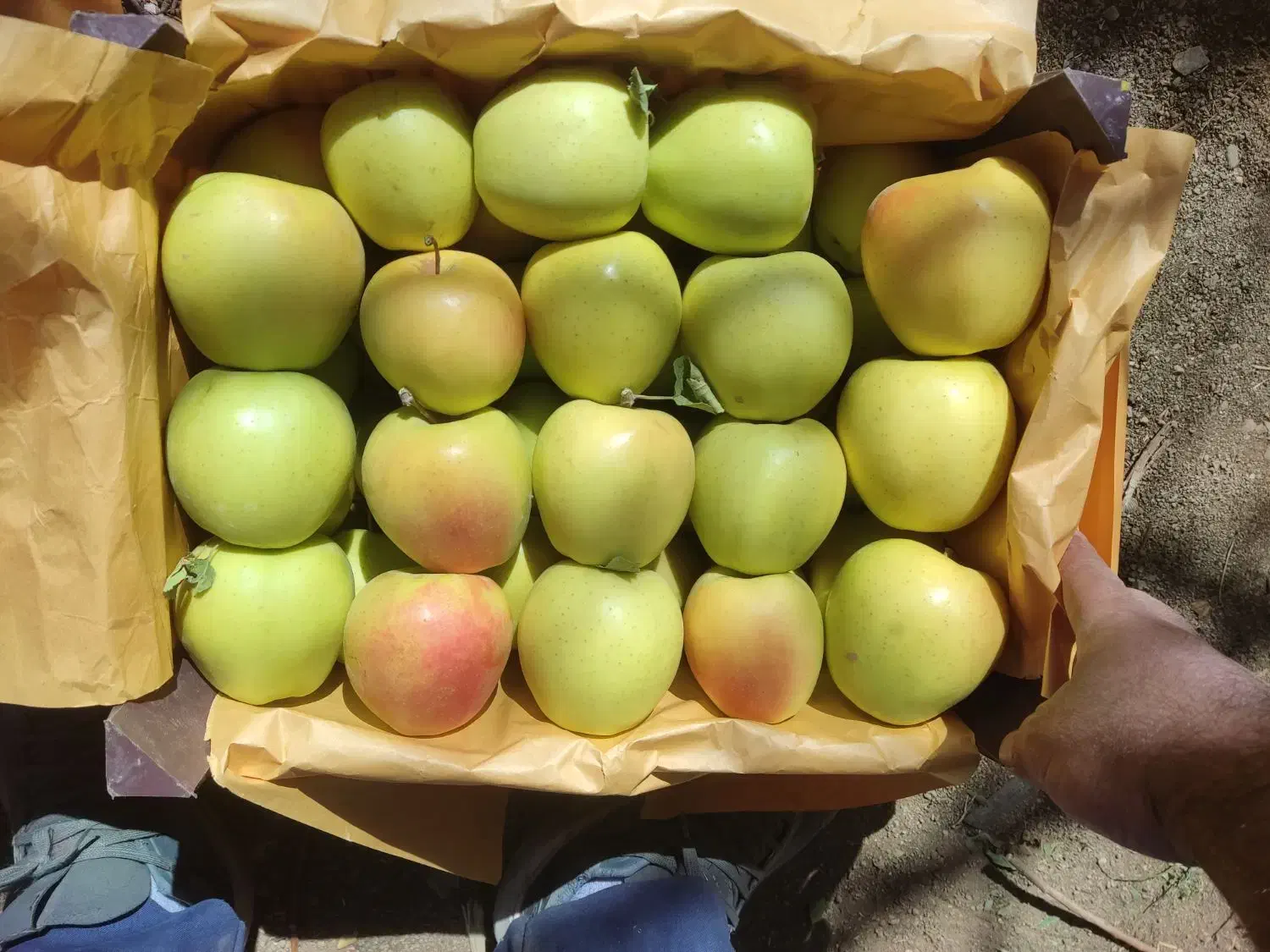 سیب سوپر لوکس|خوردنی و آشامیدنی|لاجان, |دیوار