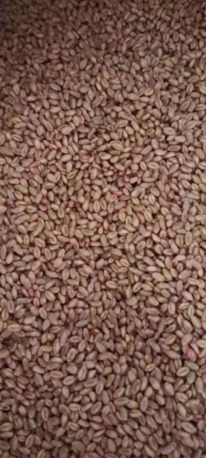 گندم بذری|خدمات باغبانی و درختکاری|نهاوند, |دیوار