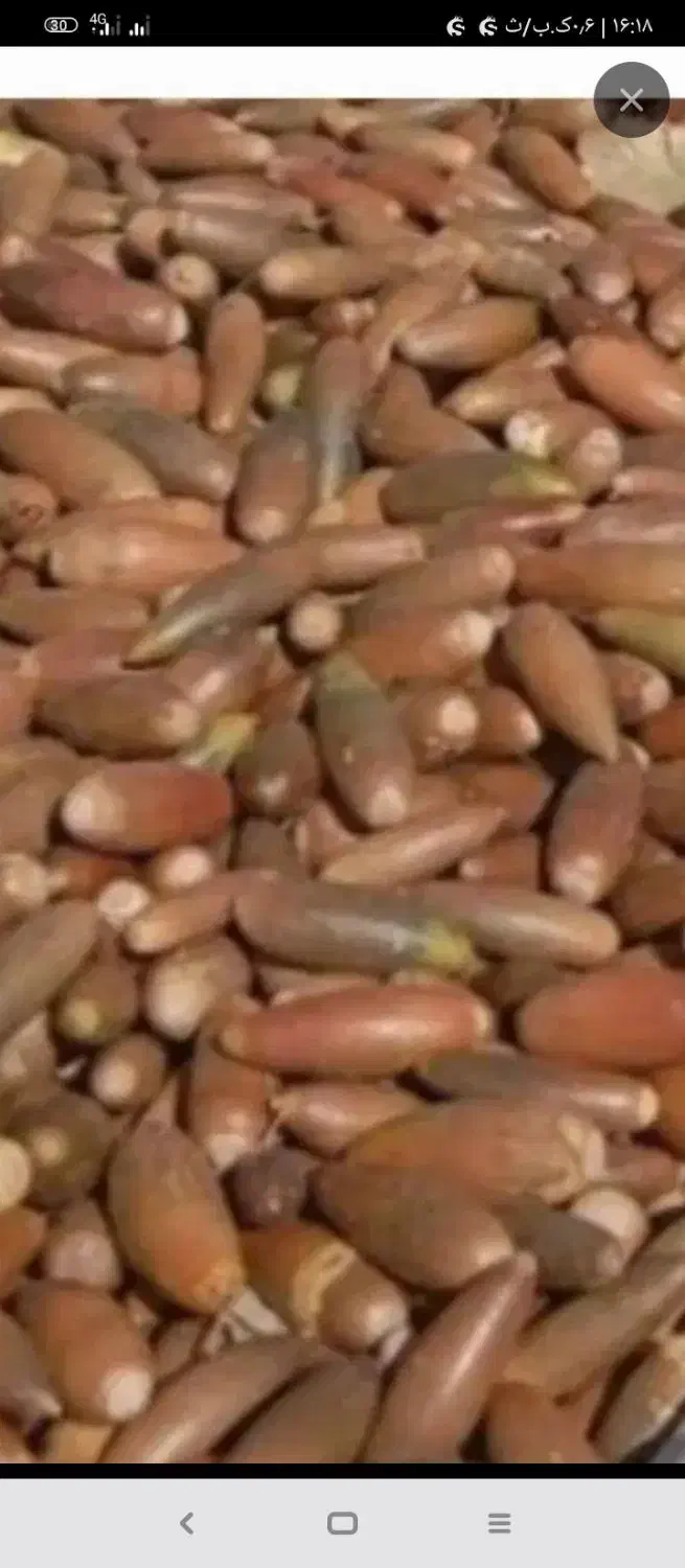 بلوط تازه با کمترین رطوبت ماندگاری بالا خوراک دام|لوازم جانبی حیوانات|نورآباد ممسنی, |دیوار