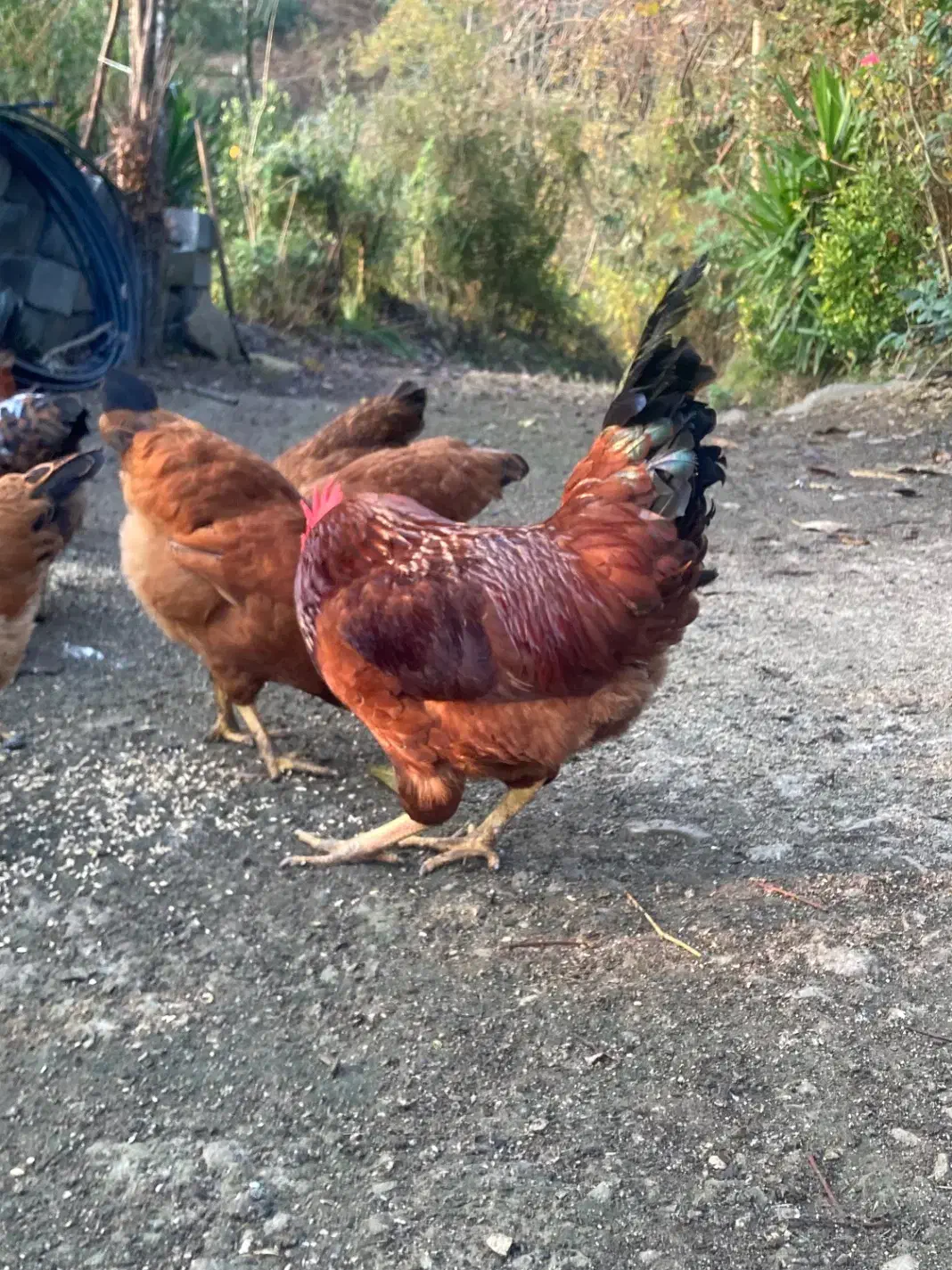 تعدادی خروس|حیوانات مزرعه|رامسر, |دیوار