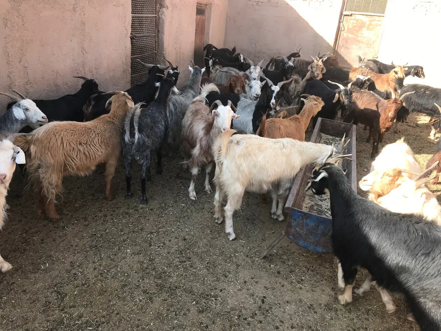 بز جوان و چاغ|حیوانات مزرعه|گرمسار, |دیوار