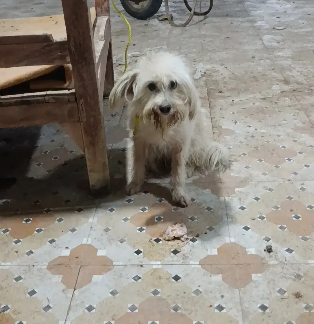 شیتزو|سگ|آبادان, |دیوار