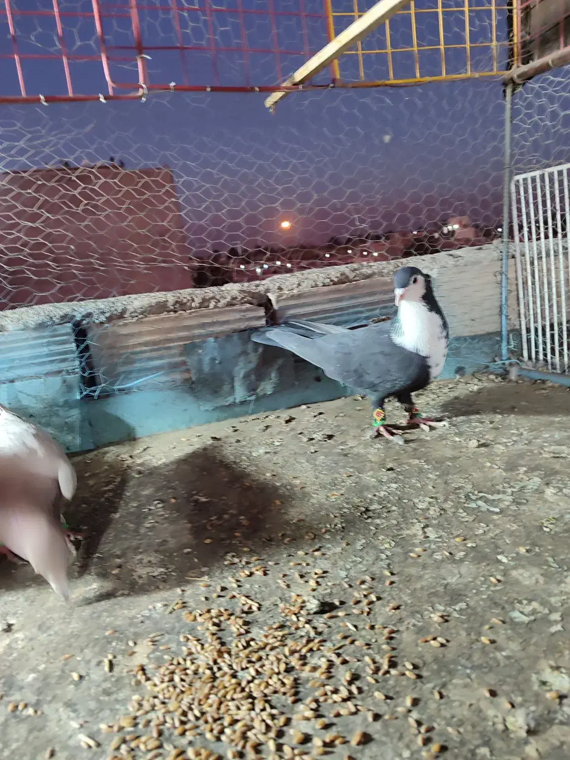 گرفتنی|پرنده|نیشابور, رحمت آباد|دیوار