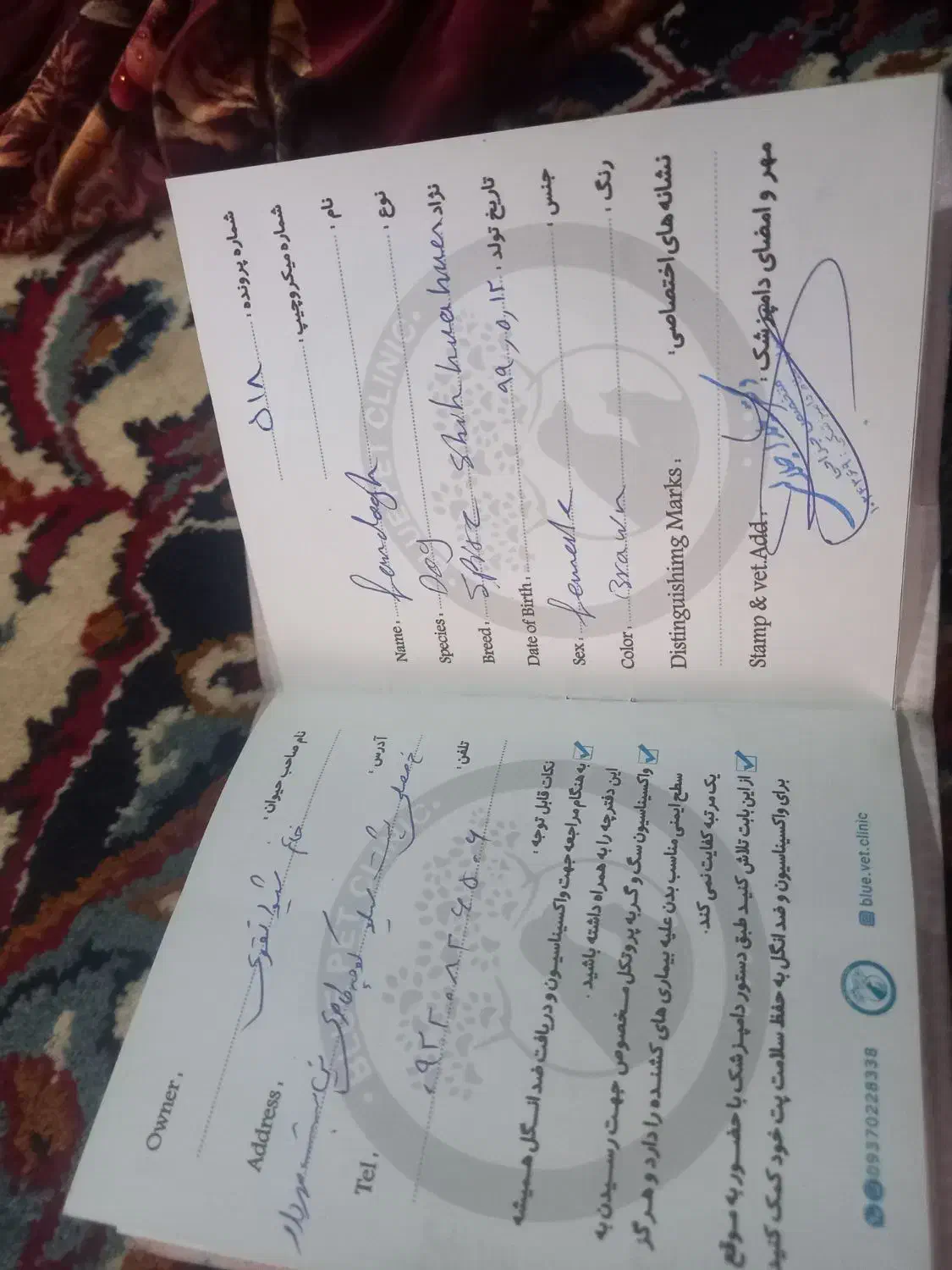 واگذاری سگ پیتبول|سگ|لردگان, |دیوار