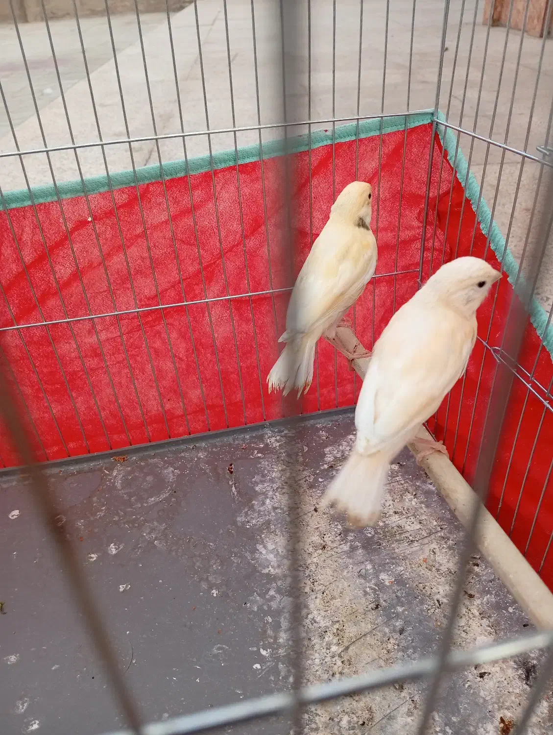 قناری|پرنده|داراب, |دیوار