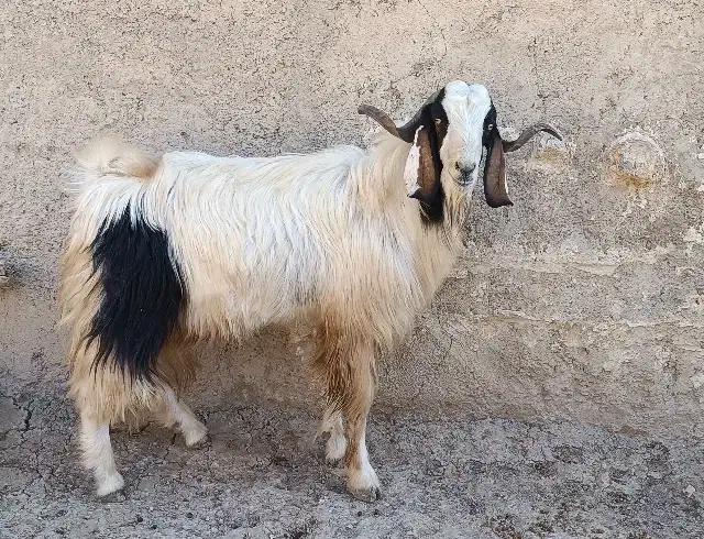 بز نر|حیوانات مزرعه|طرهان, |دیوار