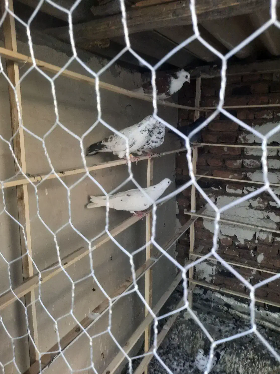 کفتر|پرنده|نقده, |دیوار