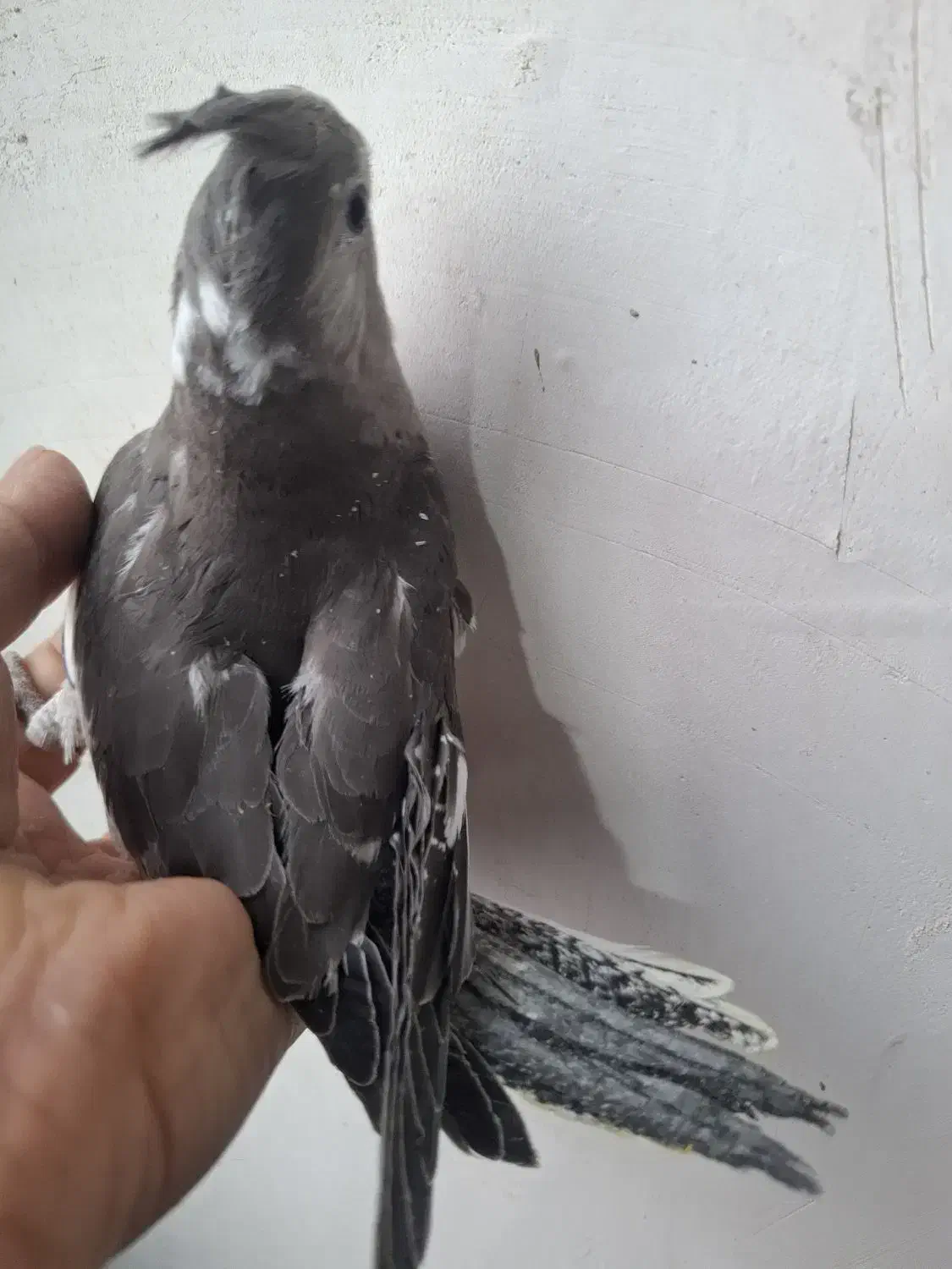 فروش عروس هلندی|پرنده|پاکدشت, پاکدشت (مامازند)|دیوار