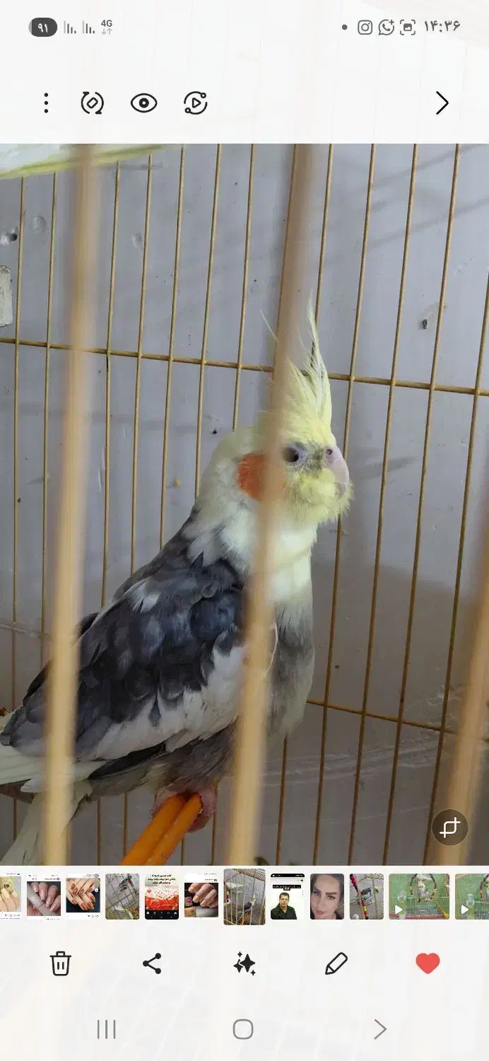 طوطی نر گم شده .|پرنده|بهبهان, |دیوار