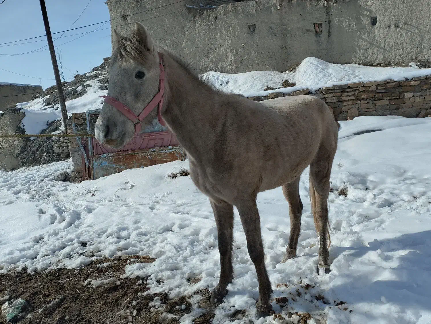 اسب نریان|اسب و تجهیزات اسبسواری|قوچان, |دیوار