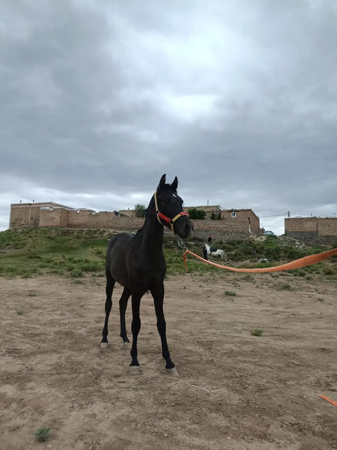 کره نریان ۱۷ ماهه|اسب و تجهیزات اسبسواری|مرند, |دیوار