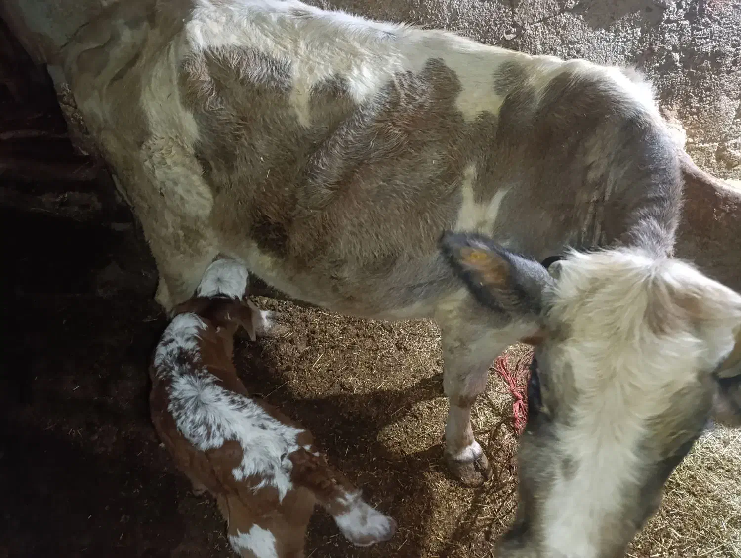 گاو‌وگوساله|حیوانات مزرعه|دهگلان, |دیوار